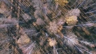 Soğuk sonbahar forrest anteni