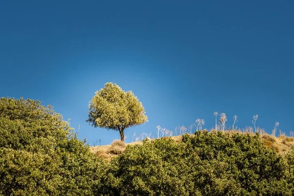 Un olivo — Foto de Stock