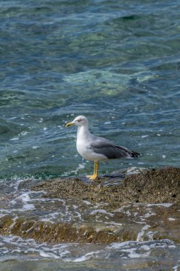 kayaların üzerinde martı duran
