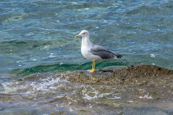 Gaviota de pie junto al mar —  Fotos de Stock