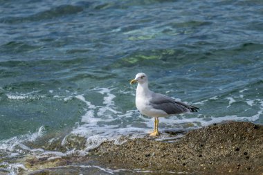 Martı ayakta bekleyen