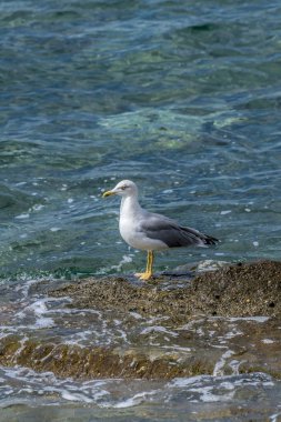 kayaların üzerinde martı duran