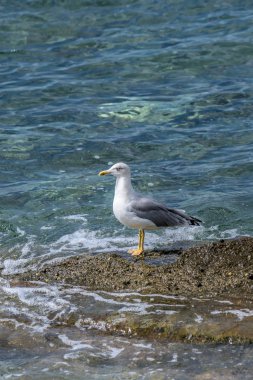 Tek başına duran martı