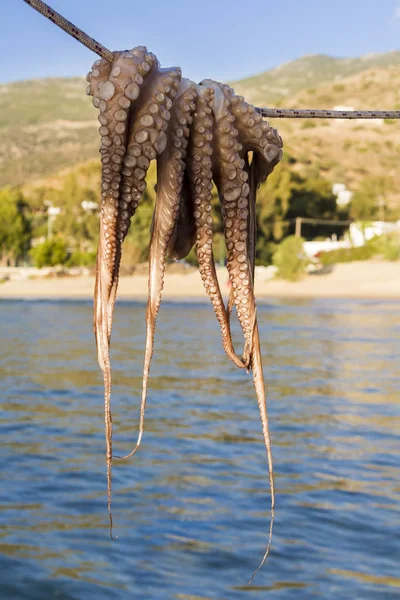 Octopus opknoping op een lijn — Stockfoto