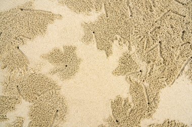 Yengeç delik arka plan 2