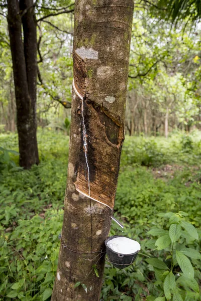 Fresh rubber tapping — Stock Photo, Image