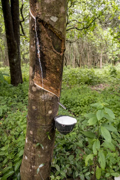 Rubber tapping tree — Stock Photo, Image