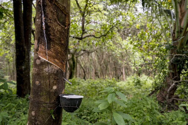 Rubber tapping jungle — Stock Photo, Image