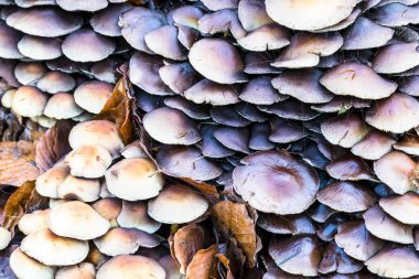 Parlak mantar kapaklar