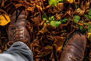 Kırsal Biesbosch 'ta sonbahar mevsimi konsepti
