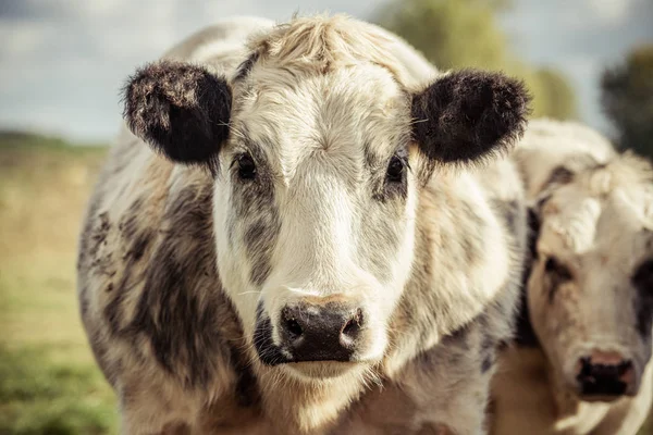 Сіра і біла молочна корова — стокове фото