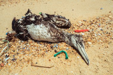 Atık plastikle çevrili ölü martı sahile vurmuş.