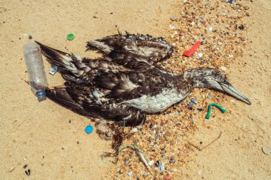 Atık plastikle çevrili ölü martı sahile vurmuş.