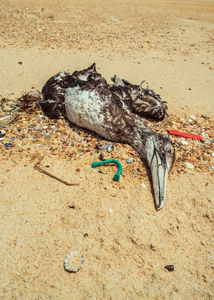 Mouette Morte Échouée Sur Plage Entourée Déchets Plastique — Photo