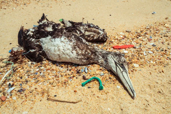 Martwa Mewa Wypłynęła Plażę Otoczona Plastikiem — Zdjęcie stockowe