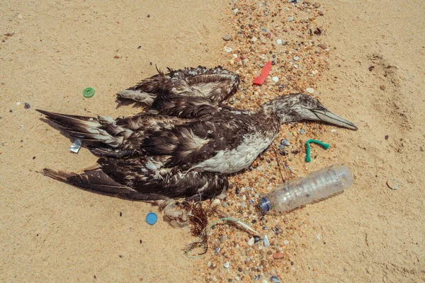 쓰레기용 플라스틱으로 둘러싸인 해변으로 떠밀려 갈매기 스톡 사진