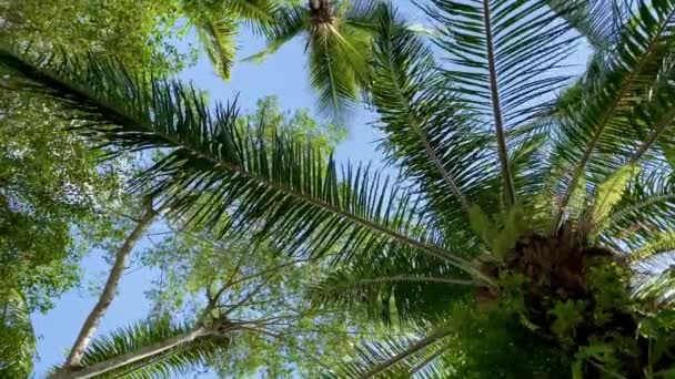 Regardant vers le haut dans une verrière d'arbres et de feuilles de palmier vert se balançant doucement dans la brise tropicale chaude par une journée ensoleillée avec un beau ciel bleu donnant une sensation de calme paisible pendant les vacances .