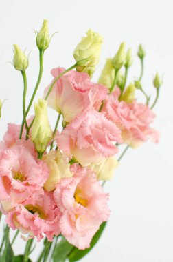 Açık arkaplanda şeftali rengi Eustoma lisianthus. Alissa gibi. Gündüz gözüyle mercan aygırı..