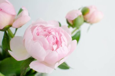 Hafif açık pembe şakayıklar açık arkaplanda, yakın plan..