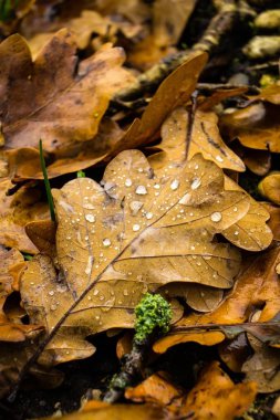 Yapraklar ve Waterdrops