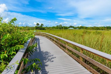 Yılanboyungiller iz Everglades Ulusal Park, Florida, ABD.