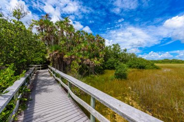 Maun hamak iz Everglades Ulusal Park, Florida, ABD.