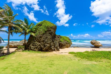 Bathsheba plajda, Doğu sahilleri Barbados Adası, Caribbean, avuç içi ile yeşil çayır.