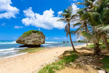 Big stones on beach of Bathsheba, East coast of Barbados island, Caribbean. clipart