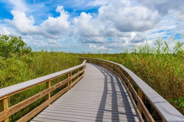 Yılanboyungiller iz Everglades Ulusal Park, Florida, ABD.