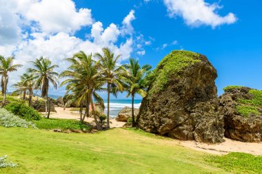 Bathsheba plajda, Doğu sahilleri Barbados Adası, Caribbean, avuç içi ile yeşil çayır.