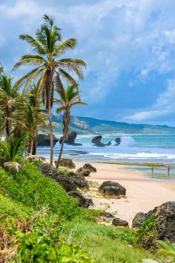 Bathsheba Beach, Doğu sahilleri Barbados Adası, Caribbean, zengin bitki örtüsü.