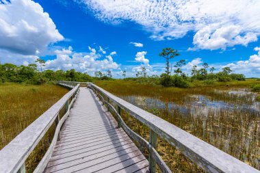 Maun hamak iz Everglades Ulusal Park, Florida, ABD.