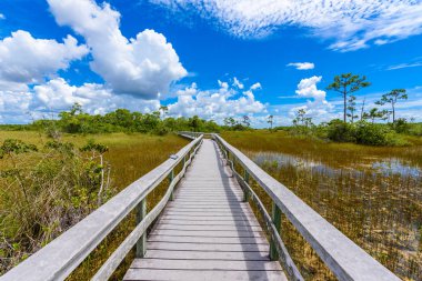 Maun hamak iz Everglades Ulusal Park, Florida, ABD.