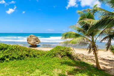 Bathsheba plajda, Doğu sahilleri Barbados Adası, Caribbean, avuç içi ile yeşil çayır.