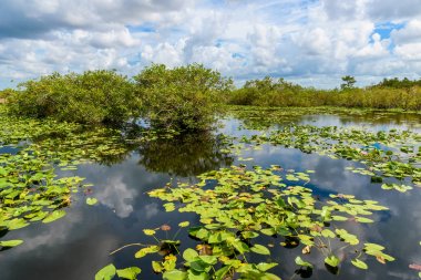 Vahşi bataklık Everglades Ulusal Park, Florida, ABD.
