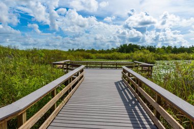 Yılanboyungiller iz Everglades Ulusal Park, Florida, ABD.