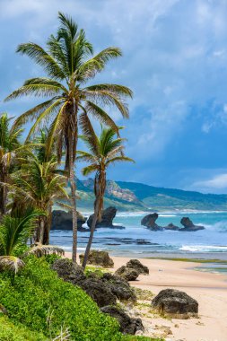 Bathsheba Beach, Doğu sahilleri Barbados Adası, Caribbean, zengin bitki örtüsü.