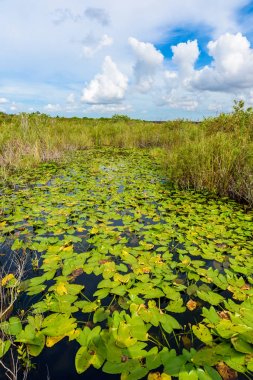 Vahşi bataklık Everglades Ulusal Park, Florida, ABD.