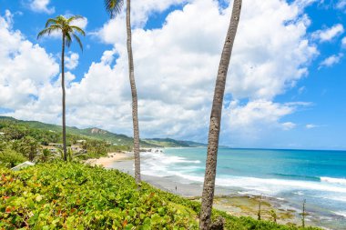 Bathsheba plajda, Doğu sahilleri Barbados Adası, Caribbean, taş ve avuç içi ile kıyı hattı.