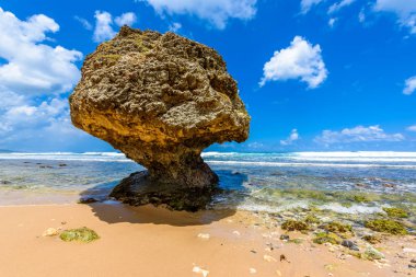 Bathsheba beach, Doğu sahilleri Barbados Adası, Caribbean, kaya oluşumu.