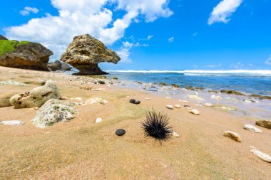 Closeup of seashore with pebbles, stones and echinus on beach of Bathsheba, East coast of Barbados island, Caribbean. clipart