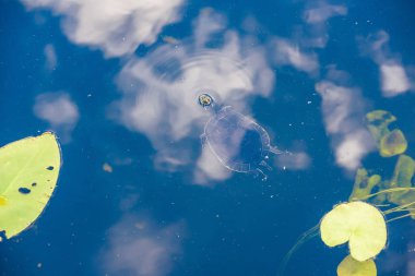 Everglades Ulusal Park, Florida, ABD havuzda yüzme kaplumbağa closeup.