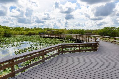 Yılanboyungiller iz Everglades Ulusal Park, Florida, ABD.