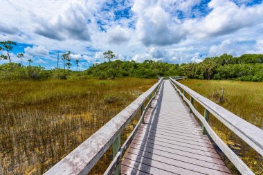 Maun hamak iz Everglades Ulusal Park, Florida, ABD.