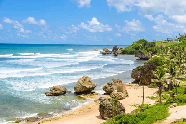 Parti Vonal Pálmafák Kövek Strandon Bathsheba Barbados Sziget Caribbean Keleti — Stock Fotó