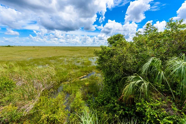 View Hay Okee Lookout Tower Everglades National Park Florida Usa — Stock Photo, Image