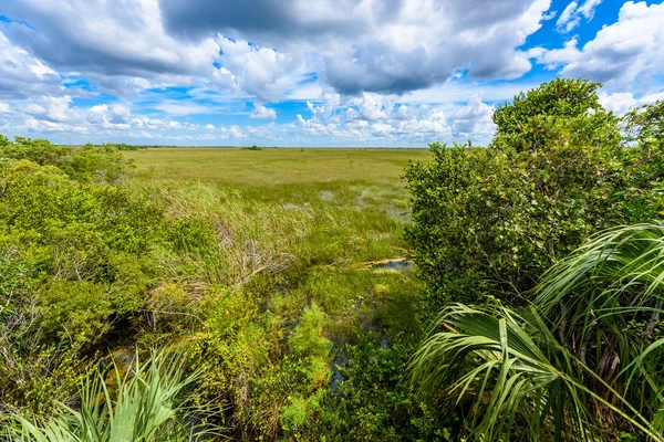 Uitzicht Vanuit Uitkijktoren Hay Okee Het Everglades National Park Florida — Stockfoto