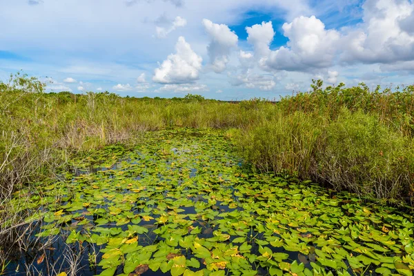 Marais Sauvages Dans Parc National Des Everglades Floride États Unis — Photo