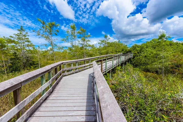 Hay Okee Sendero Del Parque Nacional Everglades Florida —  Fotos de Stock