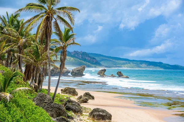 加勒比巴巴多斯岛东海岸的示拔示西海滩丰富的植被 — 图库照片